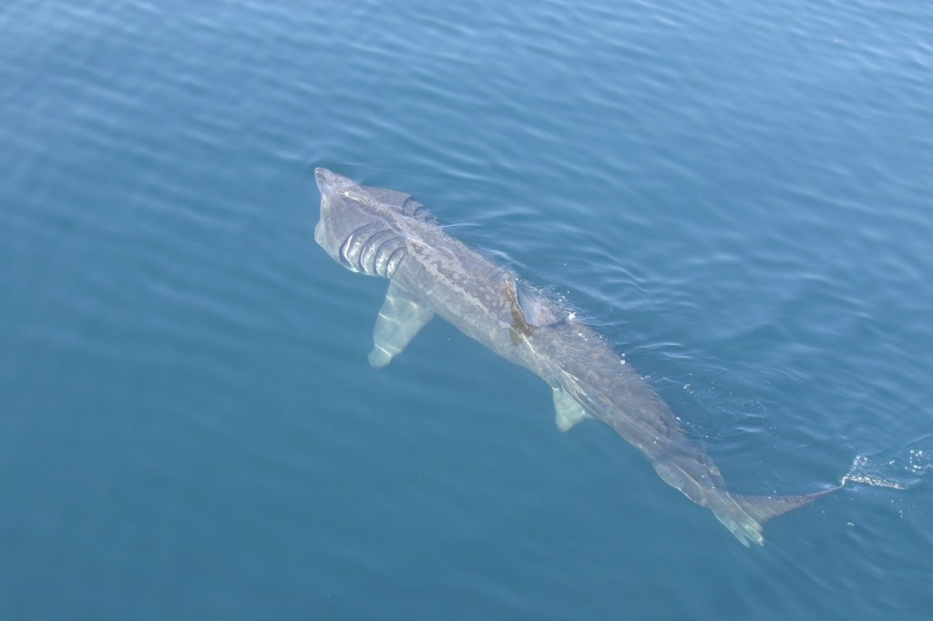 Basking Shark: The Largest Shark of the&nbsp;Sea