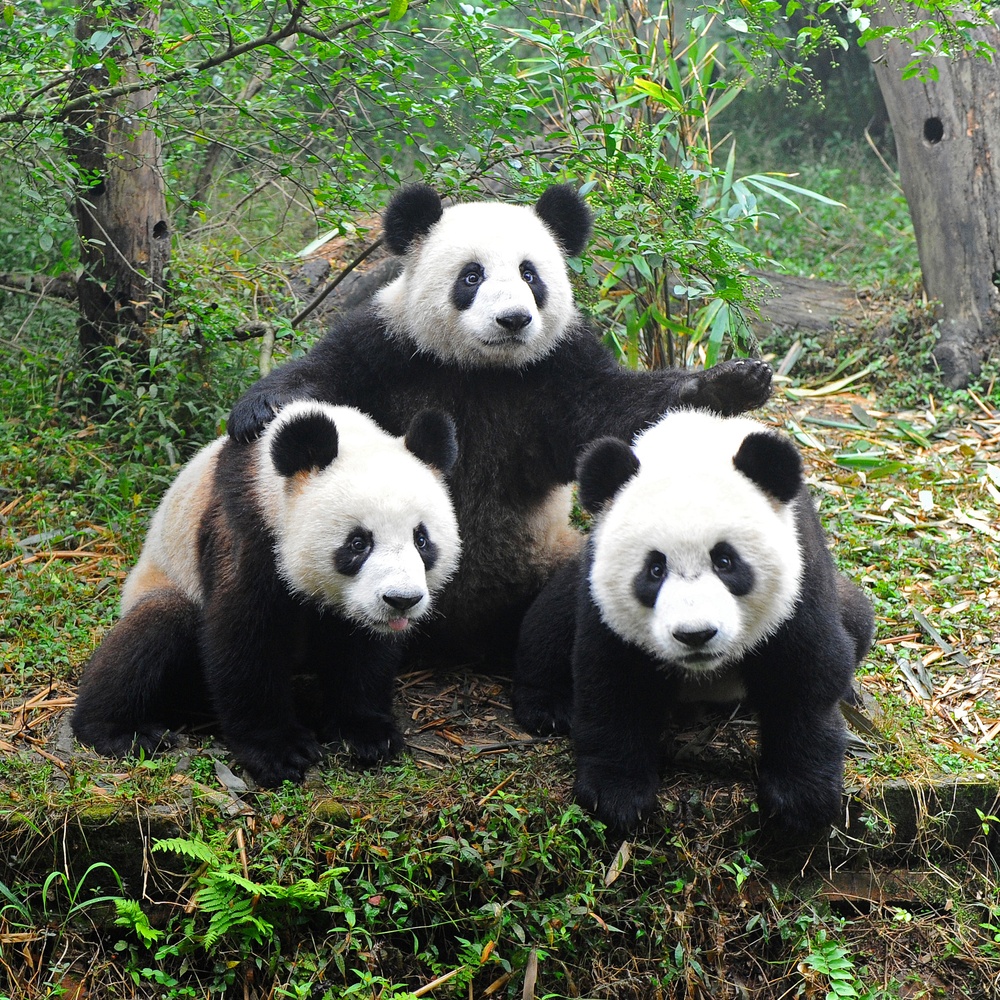 Learn More about the Giant&nbsp;Panda