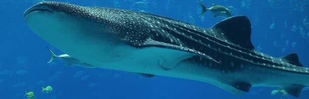 All About Whale Sharks