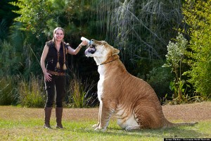 Hercules - Largest Liger Guinness World Records 2012 Photo Credit: Jamers Ellerker/GuinnessWorld Records Location: Myrtle Beach, South Carolina, USA