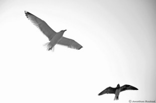 4459029767_0f5b23fe78